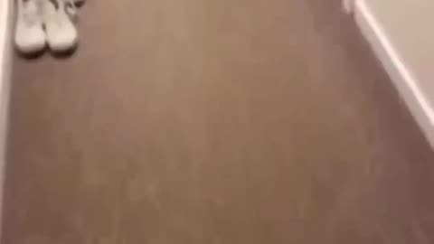 FUNNY Cats on The Loose!!