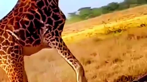 A baby giraffe was attacked by a lion