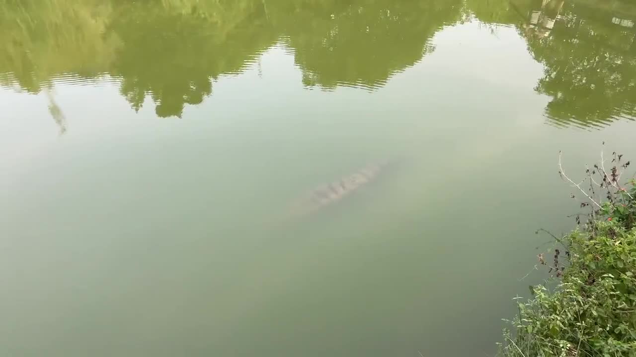 Not a sculpture! It's just a sociopath crocodile