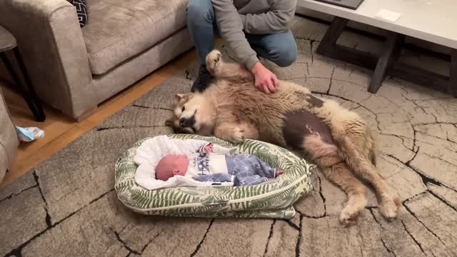 Adorable Dog Follows Newborn Baby Everywhere! He Loves Him So Much!