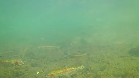How to Catch Trout with a Drop Shot - Amazing Underwater Trout Strikes and Reactions-16