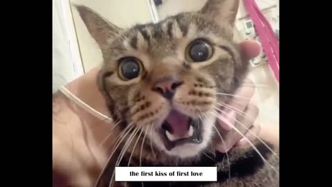 expression cat in first kiss