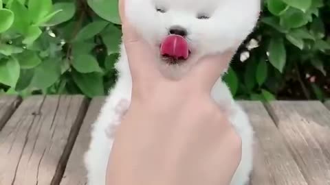 An obedient and cute puppy