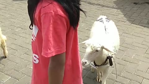 Play with the sheep