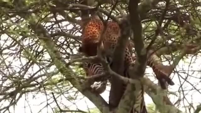 A leopard climbing a tree with a big prey is amazing