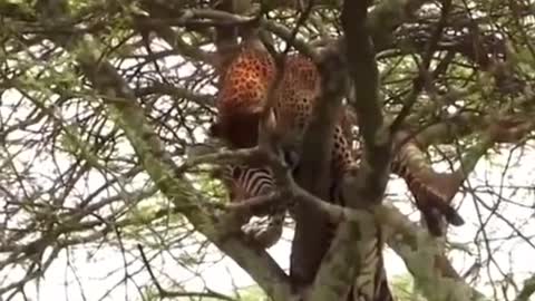 A leopard climbing a tree with a big prey is amazing