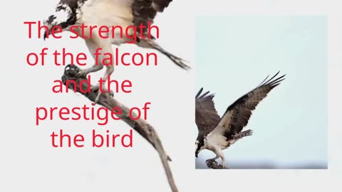 The power of the flying falcon