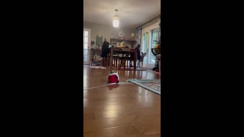 Pup is clearly not a fan of dancing Santa toy