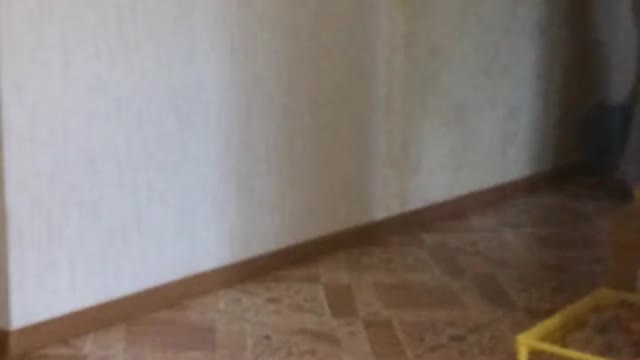 Cat parkour