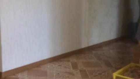 Cat parkour