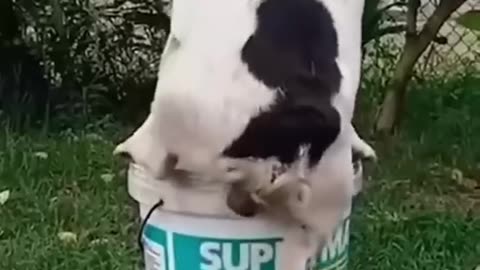 Funny Animals