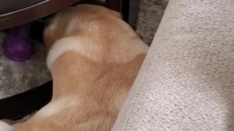 Dog funny clip