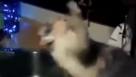 funny cat video 2023
