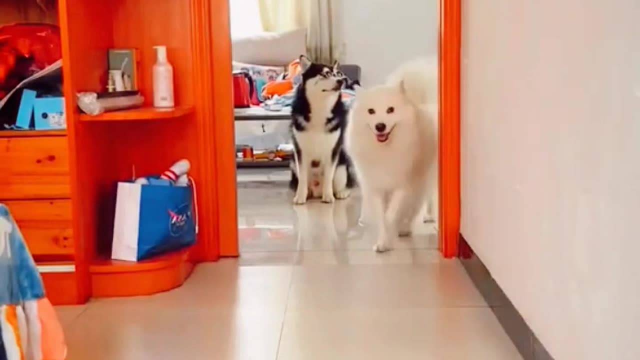 Dog funny video (part5)