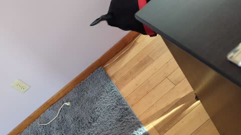 Playing With My Doberman