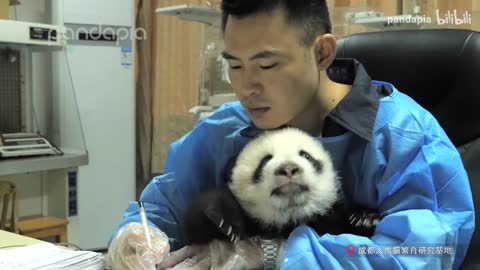 Who doesn't want to hold a giant panda at work?