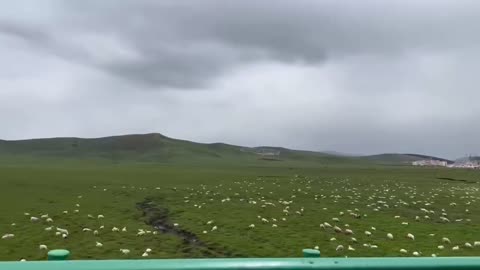 Beautiful view, white sheep