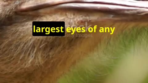"Why Ostriches Have the Largest Eyes on Land! | Incredible Animal Facts"