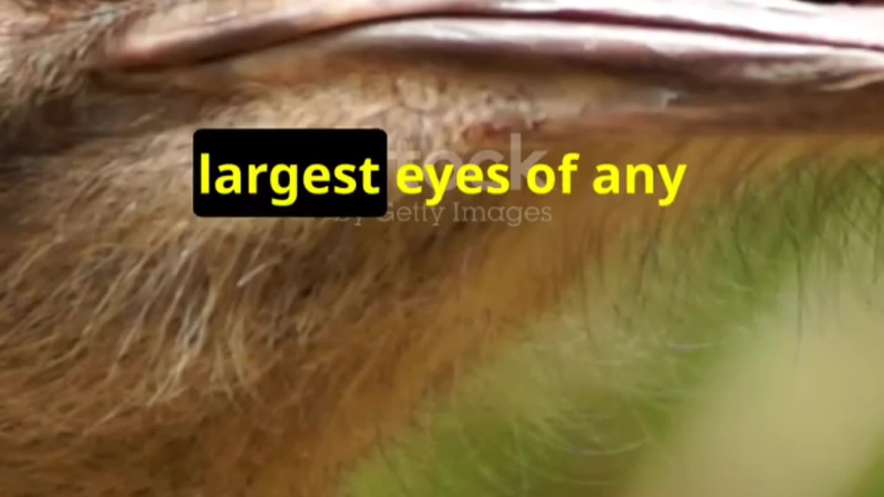 "Why Ostriches Have the Largest Eyes on Land! | Incredible Animal Facts"