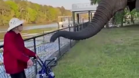 Best Funniest animal actions