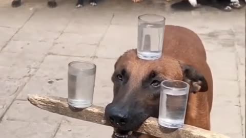 the dog is doing a great job 😍😍