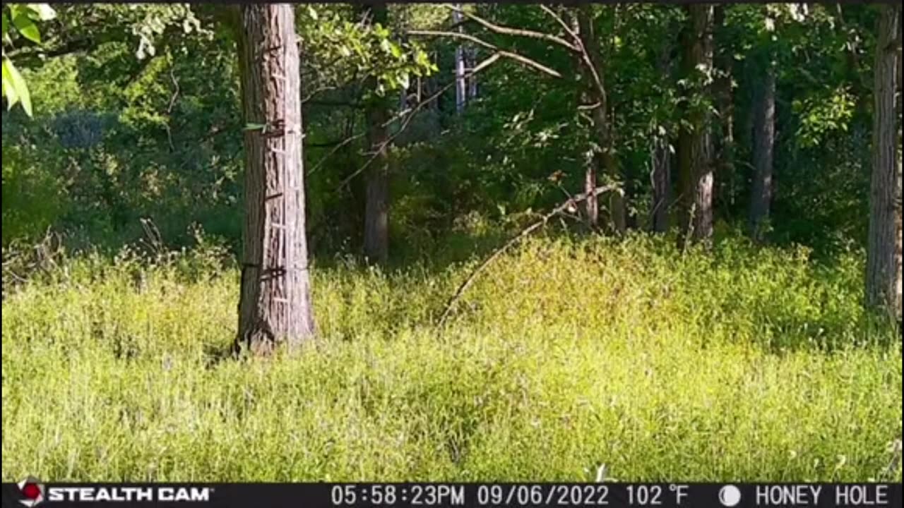 Disturbing Cryptid Creatures Caught on Trail Cam in 2024