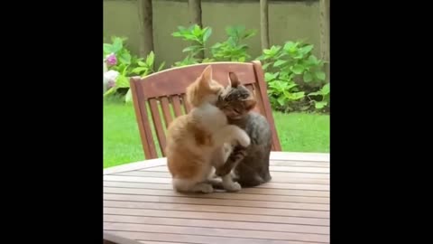 Cute Baby Animals Videos Compilation _ Funny and Cute Moment of the Animals #65