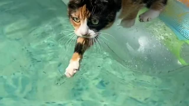 Котик на ЧЛИ