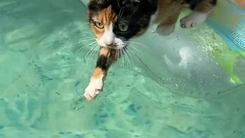 Котик на ЧЛИ