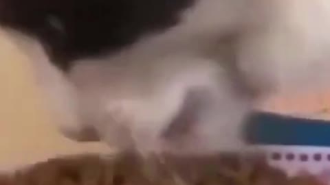 This Funny Cat Doesn't Waste Time When Eating #shorts