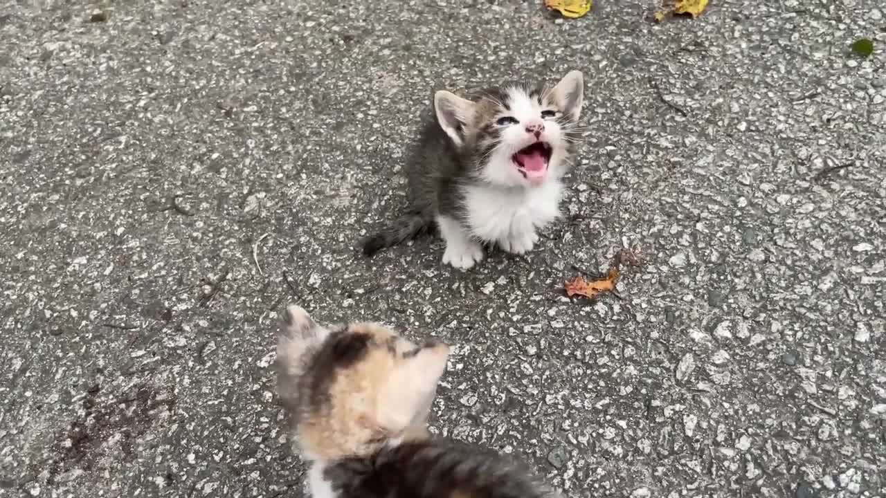 Siberian cat does back flips when instructed