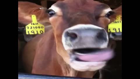 Cow demonstrates you how you look when you take a selfie