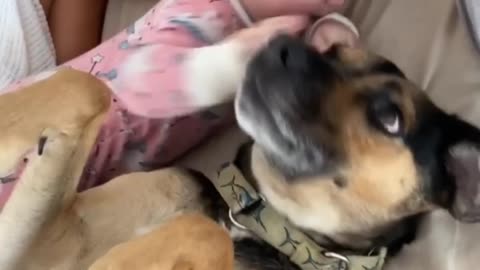 8-Month-Old and Dog Cuddle in Bed and Wake up Dad || ViralNEWS