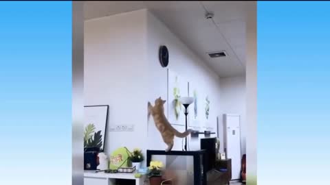 Paling imut 😹 Gak ada AHKLAK terLUCU 2022, KUCING LUCU