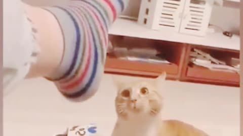 Adorable cats & Hilarious dogs 🐕 🐈 🤣😄