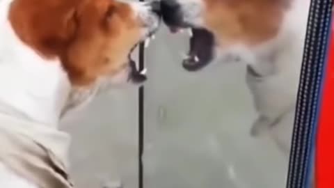 Funny Animal Videos #62