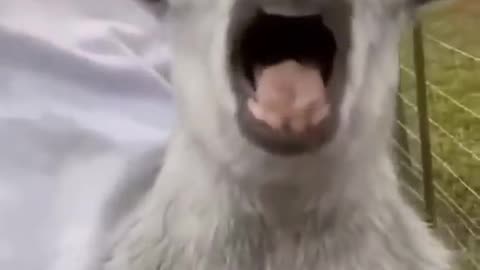 Funny Pet's
