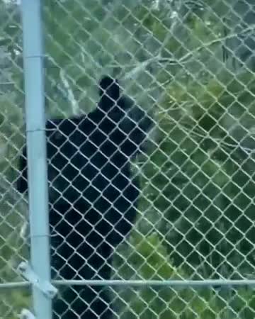 FREEDOM - BEARS ARE SO SMART AND TRICKY