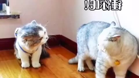 Cat funny video warck