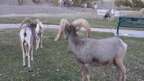 Wild bighorn sheep in the Hemenway park in Boulder City.