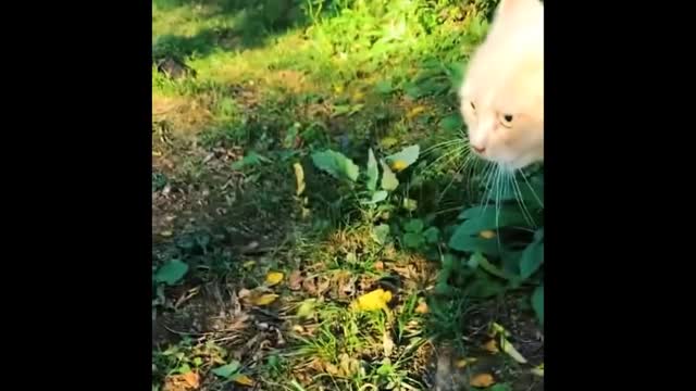 Video Of The FUNNIEST ANIMALS On Earth