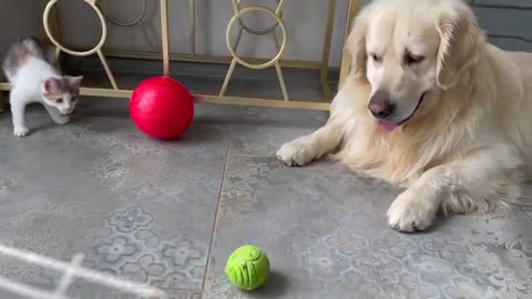 Golden Retriever and Baby Kitten are playing with a ball
