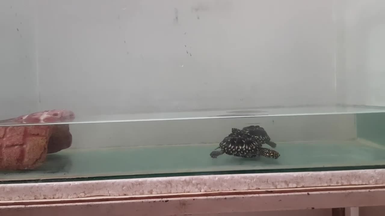Turtles
