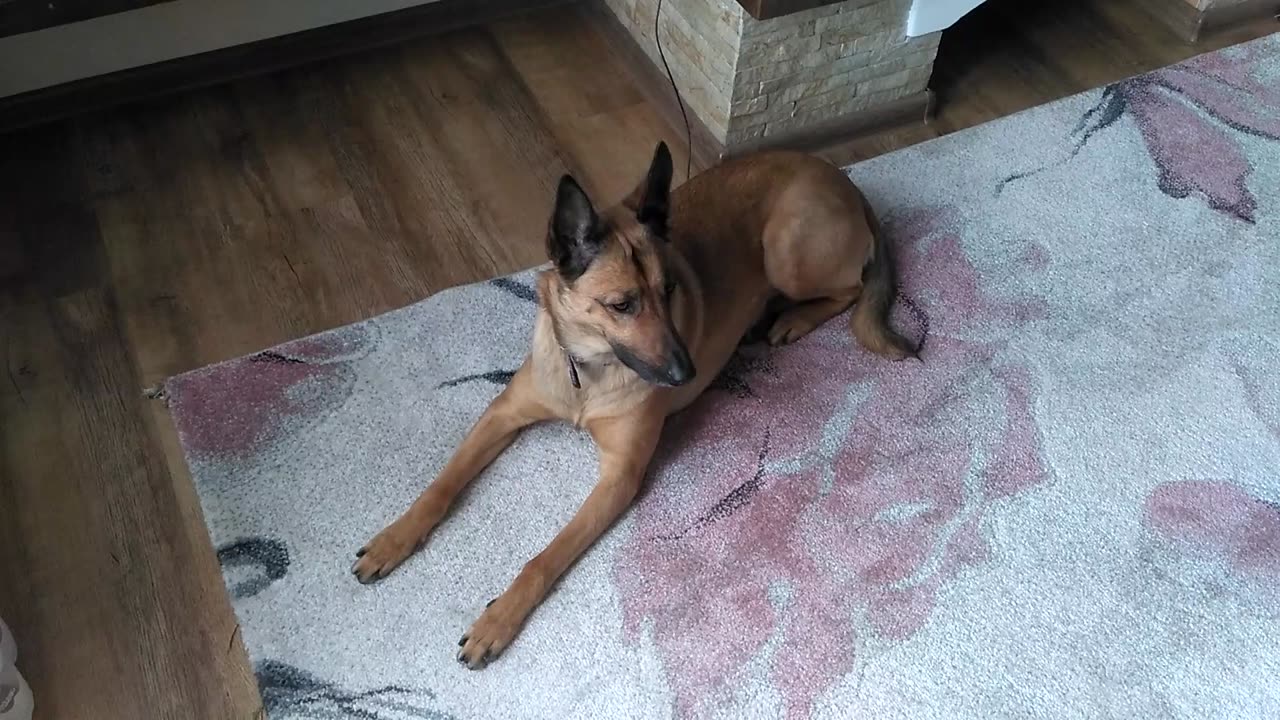the dog is resting