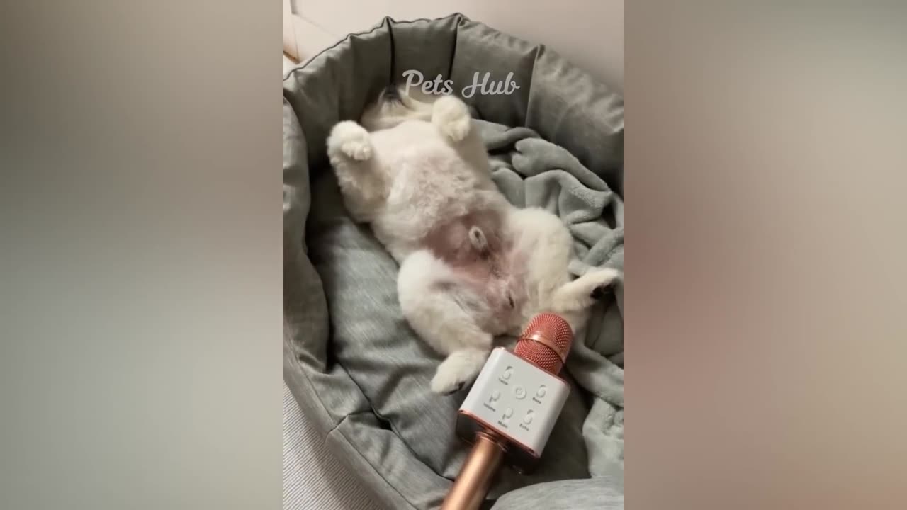 Funniest Cat Videos.😂😱😱 Most Watched videos