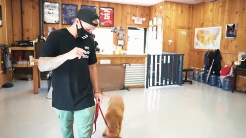 Biggest mistakes you can make while training your dog