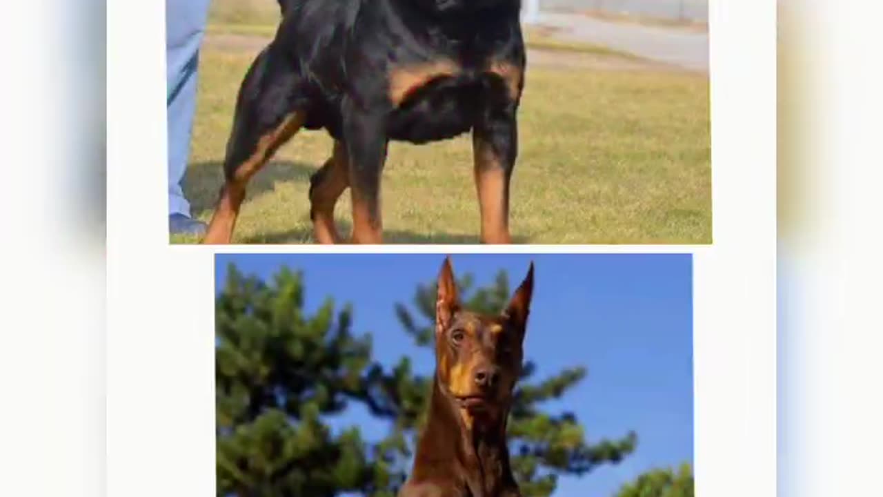 Rottweiler vs Doberman dog #SHORT VIDEO