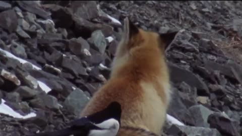Wild Animals Are So Funny