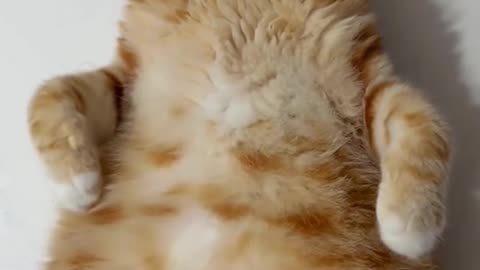 cats kawaii , cat videos adorable , cat video kittens , cute a cat