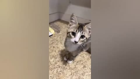 HOUR FUNNY CATS COMPILATION 2022😂_ Funny and Cute Cat Videos😸 ! - 084